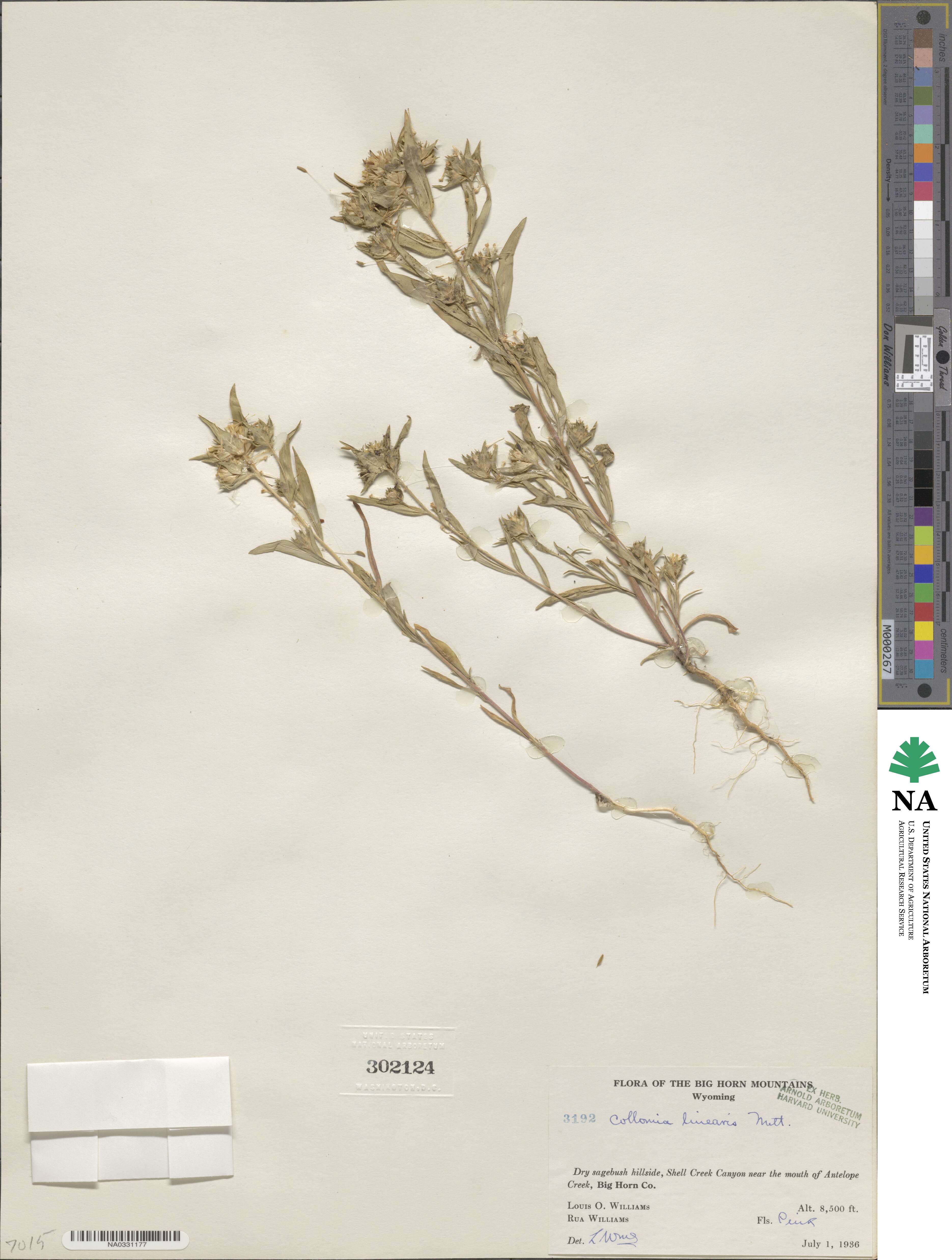Collomia linearis image