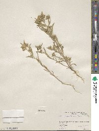 Collomia linearis image