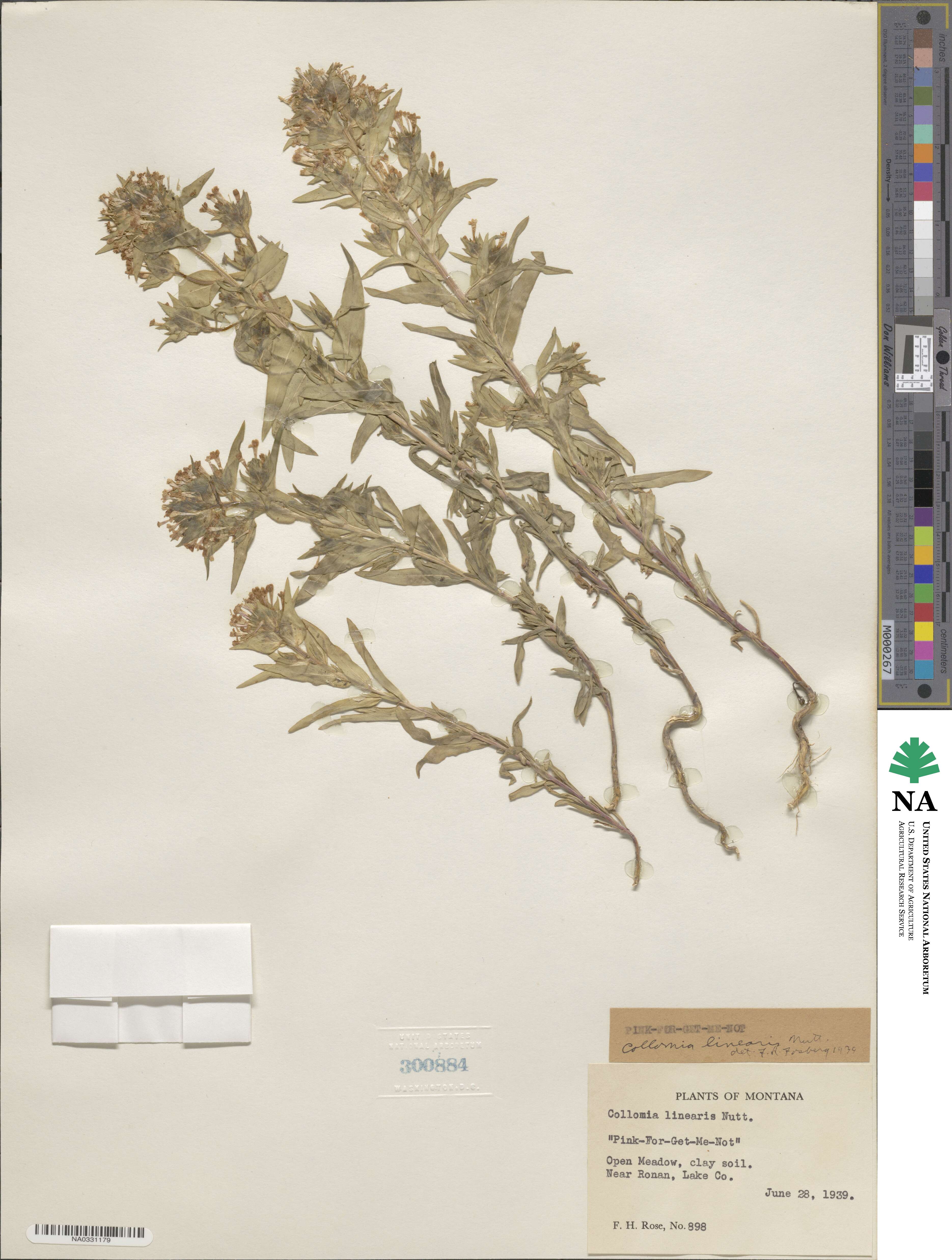 Collomia linearis image