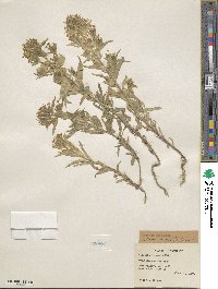 Collomia linearis image