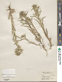 Collomia linearis image