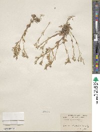 Collomia linearis image