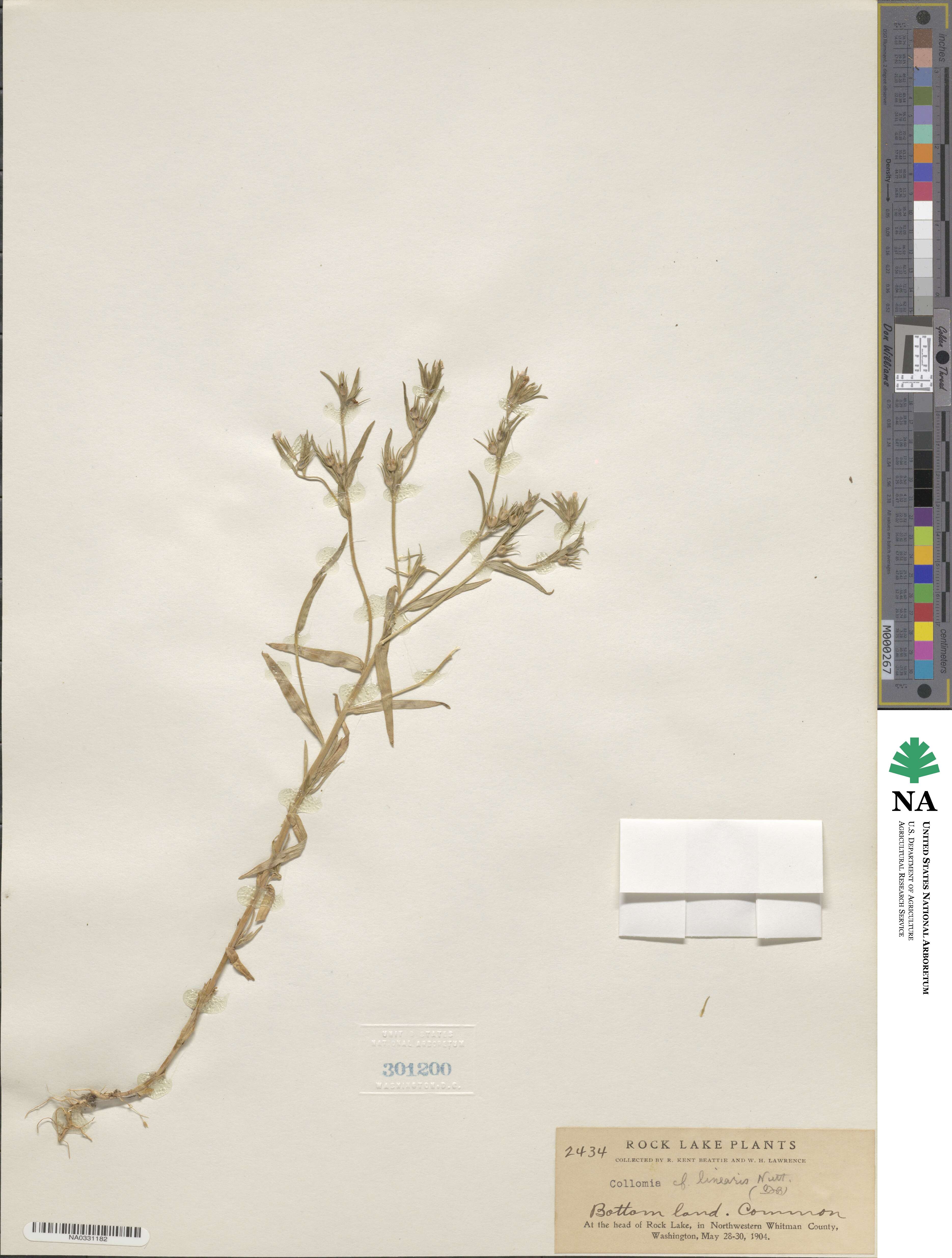 Collomia linearis image