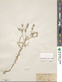 Collomia linearis image