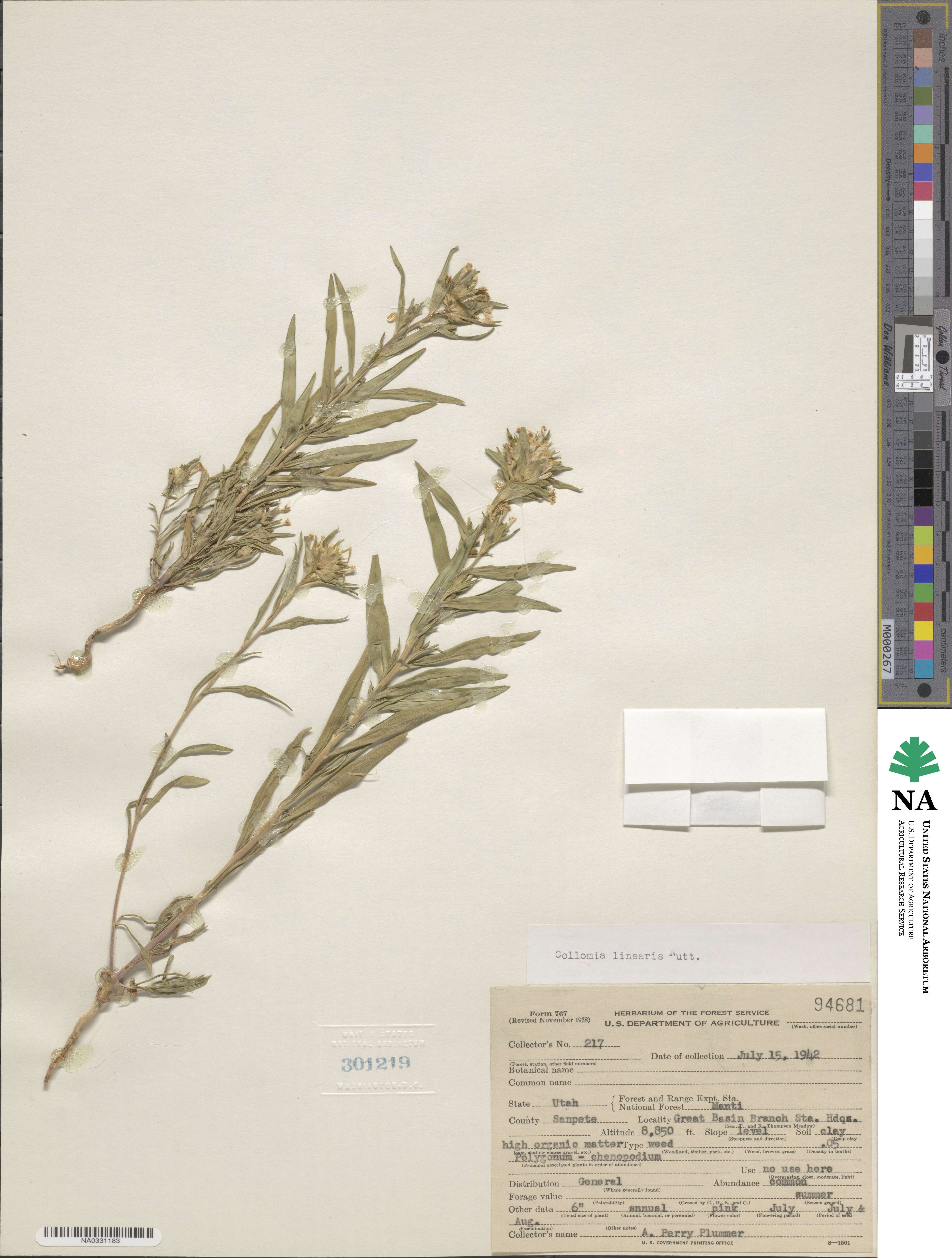 Collomia linearis image