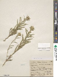 Collomia linearis image