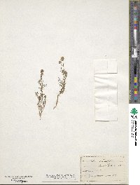 Gilia capitata image