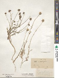 Gilia capitata image