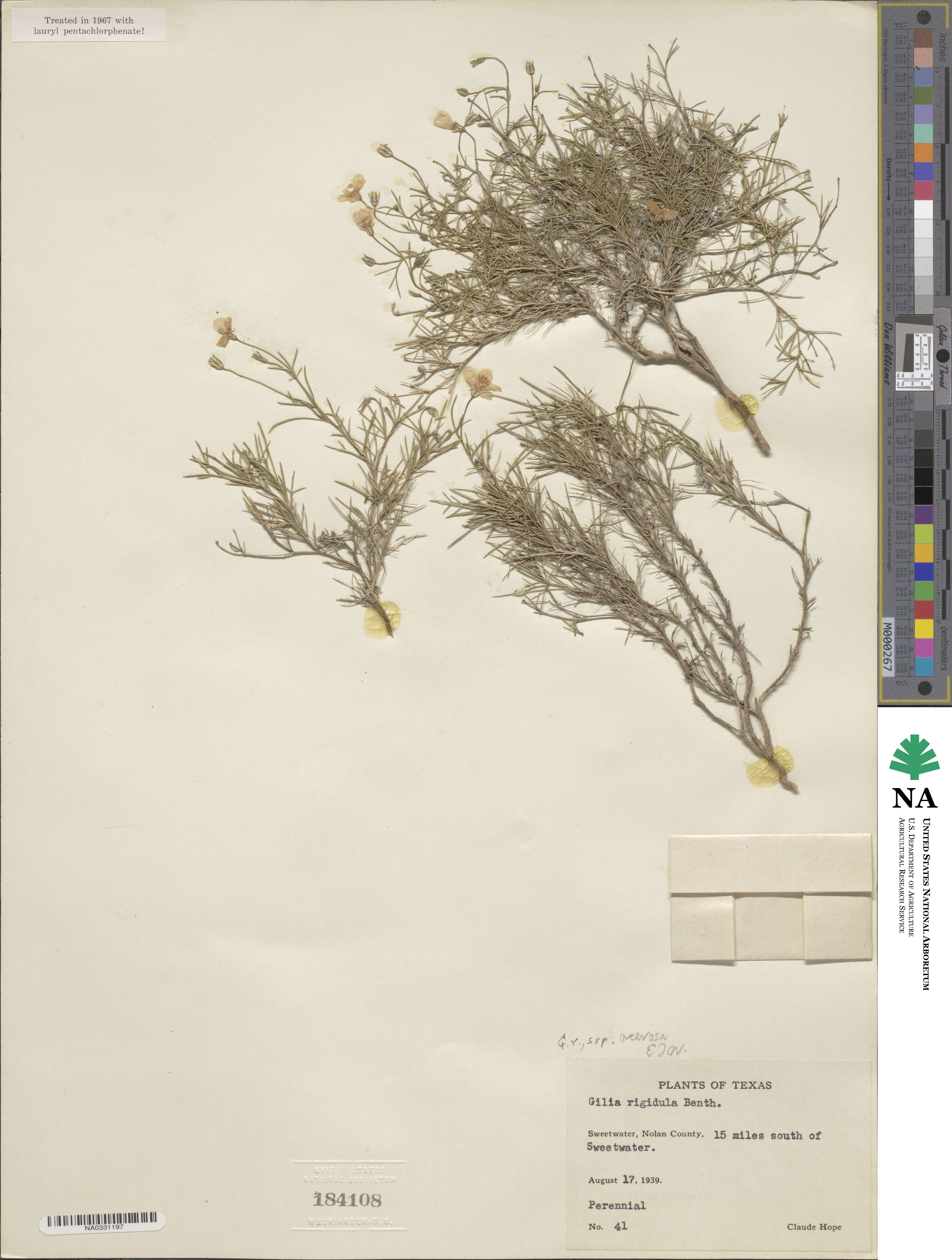 Giliastrum acerosum image