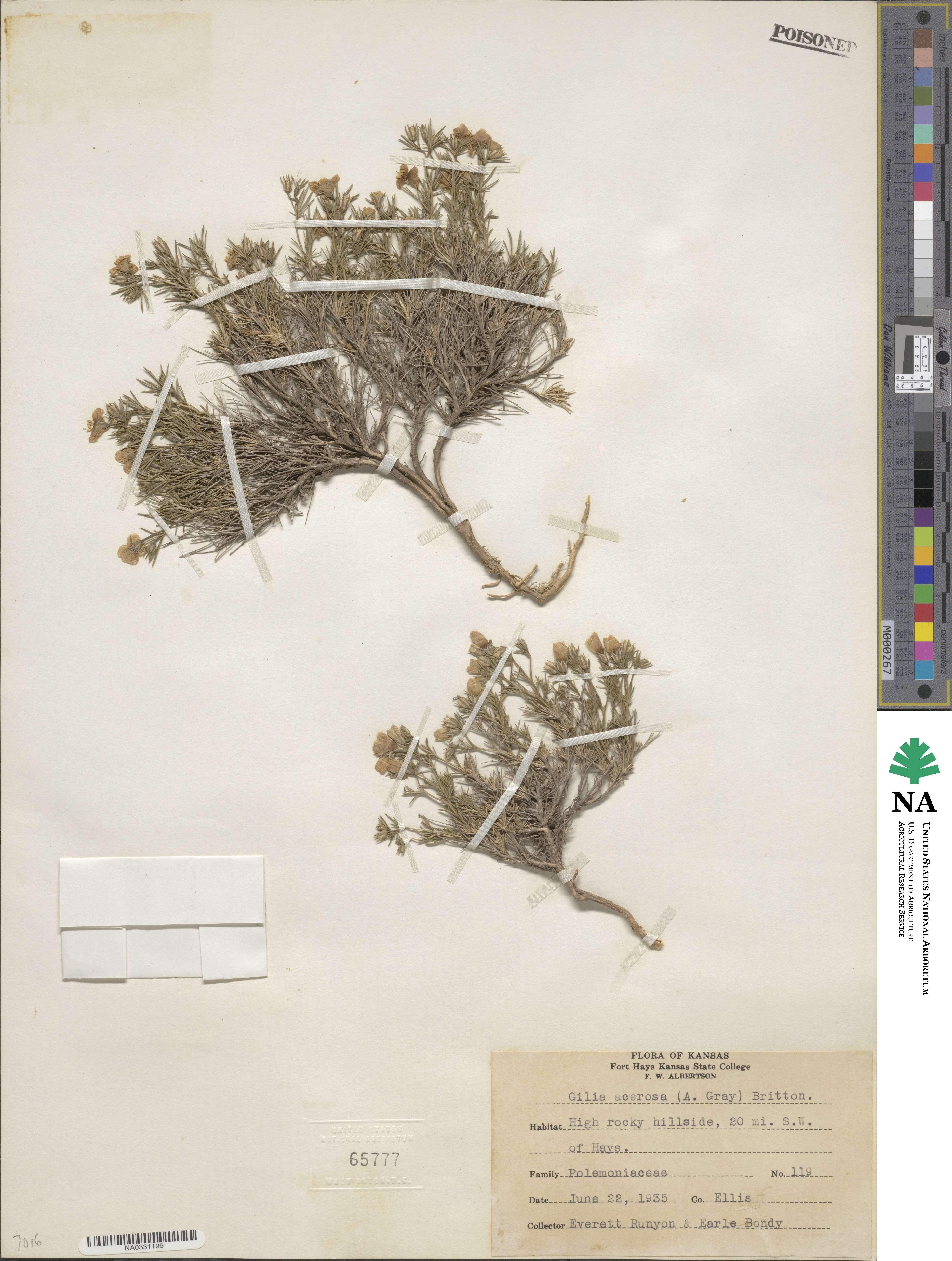 Giliastrum acerosum image