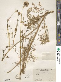 Gilia capitata image