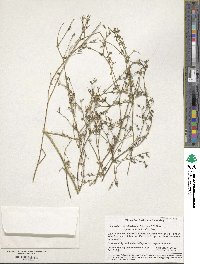 Allophyllum gilioides image