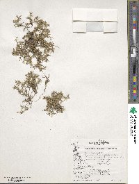 Phlox gracilis image