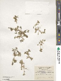 Phlox gracilis image