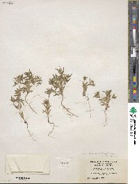 Phlox gracilis var. humilior image