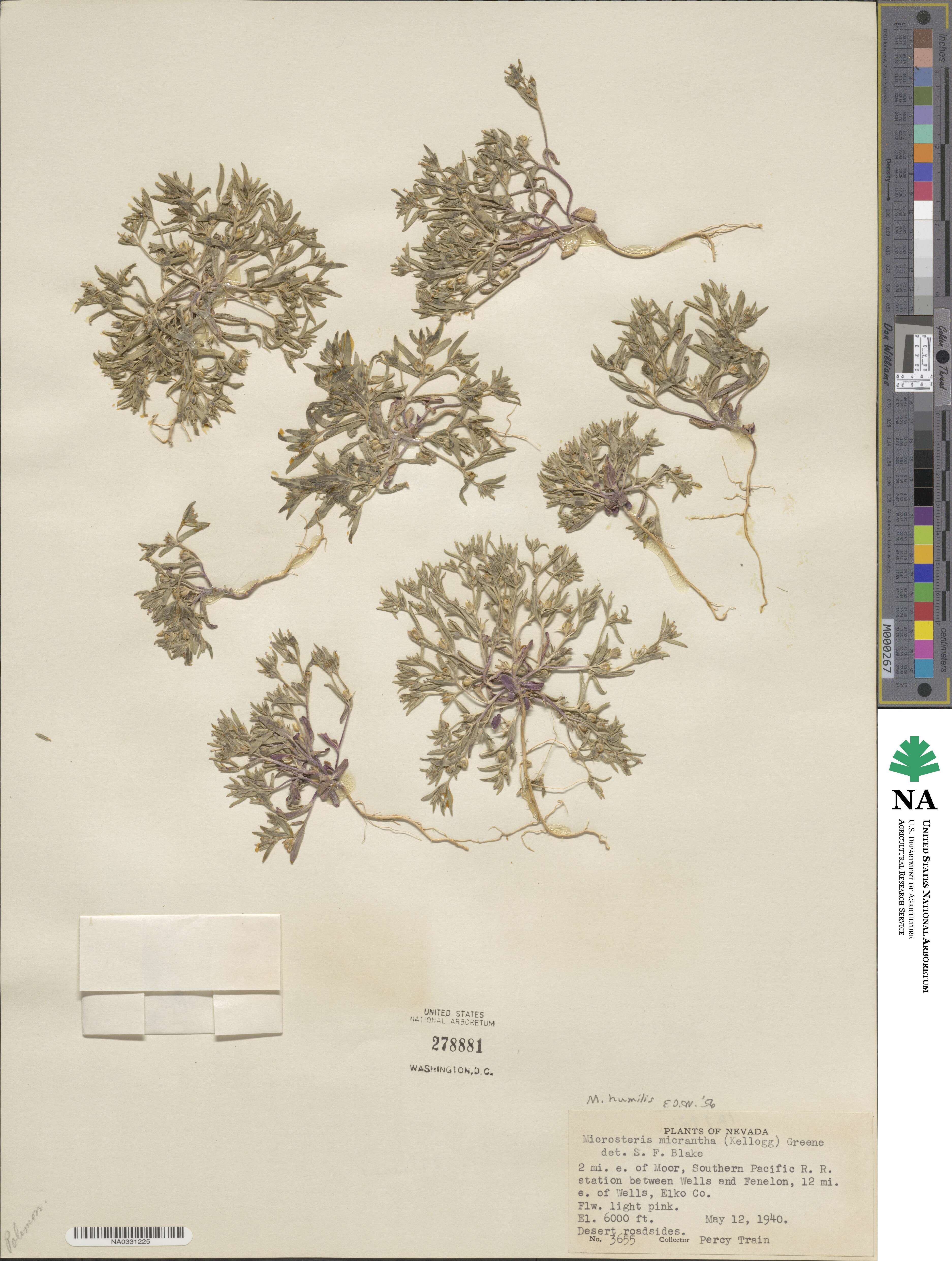Phlox gracilis image