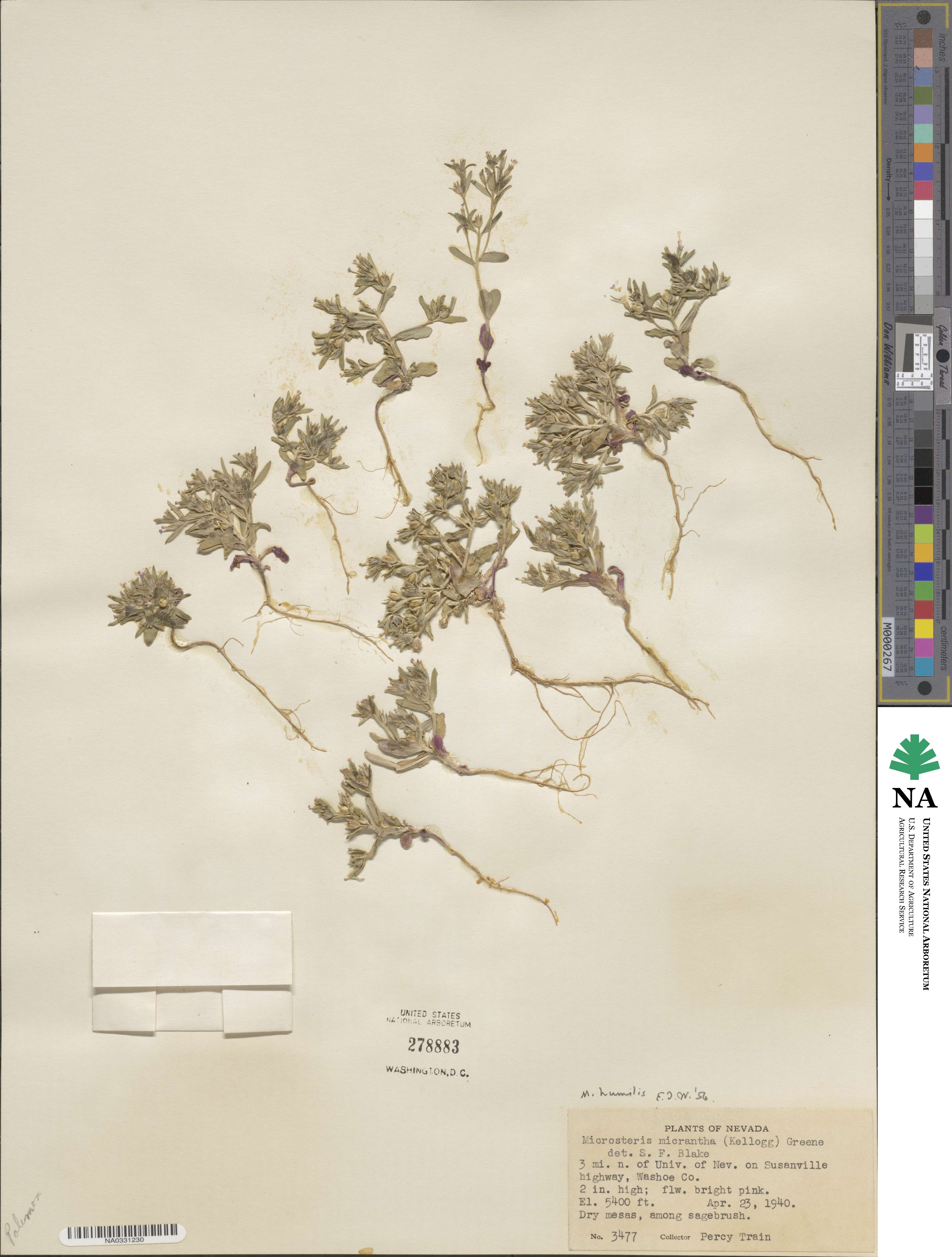 Phlox gracilis var. humilior image