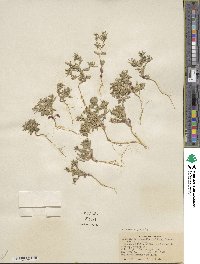 Phlox gracilis image