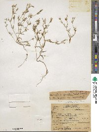 Phlox gracilis image