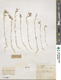 Phlox gracilis var. humilior image