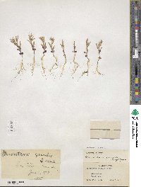 Phlox gracilis image