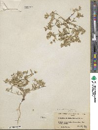 Phlox gracilis image