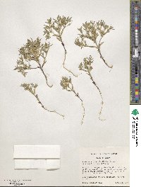 Phlox gracilis image