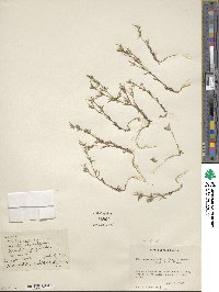 Phlox gracilis image