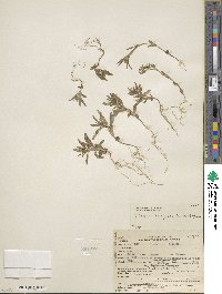 Phlox gracilis image