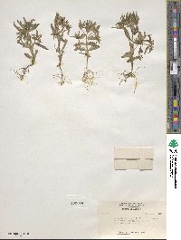 Phlox gracilis image