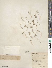 Phlox gracilis image