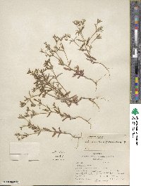 Phlox gracilis image