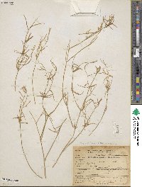 Phlox gracilis image