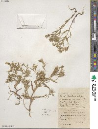 Phlox gracilis image