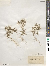 Phlox gracilis image