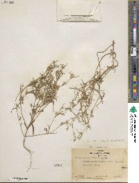 Phlox gracilis image