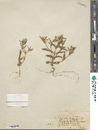 Phlox gracilis image