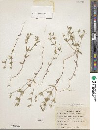 Phlox gracilis image