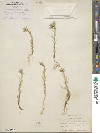 Phlox gracilis image