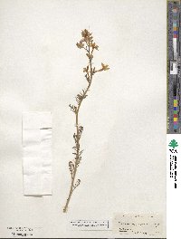 Ipomopsis aggregata subsp. aggregata image