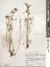 Ipomopsis aggregata subsp. aggregata image