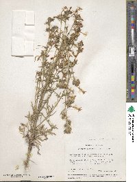 Ipomopsis aggregata subsp. aggregata image