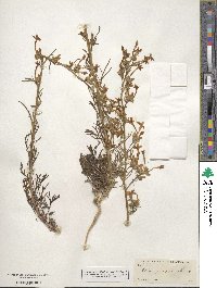 Ipomopsis aggregata subsp. aggregata image