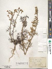 Ipomopsis aggregata subsp. aggregata image