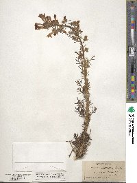 Ipomopsis aggregata subsp. aggregata image