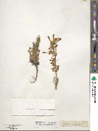 Ipomopsis aggregata subsp. aggregata image