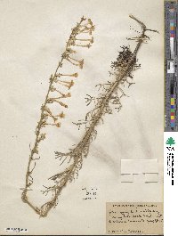 Ipomopsis aggregata image