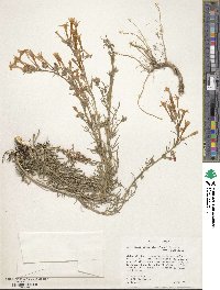 Ipomopsis aggregata subsp. aggregata image