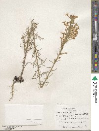 Ipomopsis aggregata subsp. aggregata image