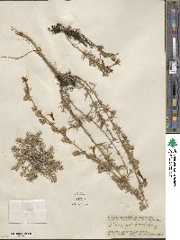 Ipomopsis aggregata subsp. aggregata image